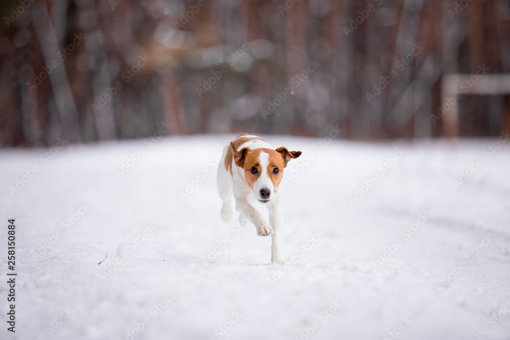 Jack Russell Terrier breed dog with winter forest Jack Russell Terrier breed dog with winter forest