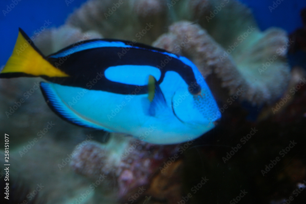 Blue Tang, blue, Dory Blue Tang, blue, Dory