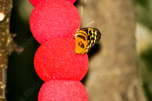 monarch butterfly, orange, brown, leaf, green