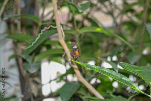 monarch butterfly, orange, brown, leaf, green