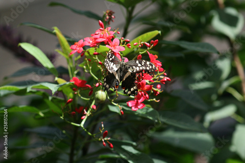 butterfly, insect, brown, yellow, green, leaf