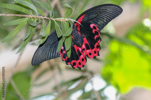 butterfly, red, spots, black, green leafs