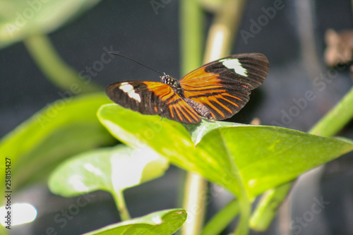 monarch butterfly, orange, brown, leaf, green