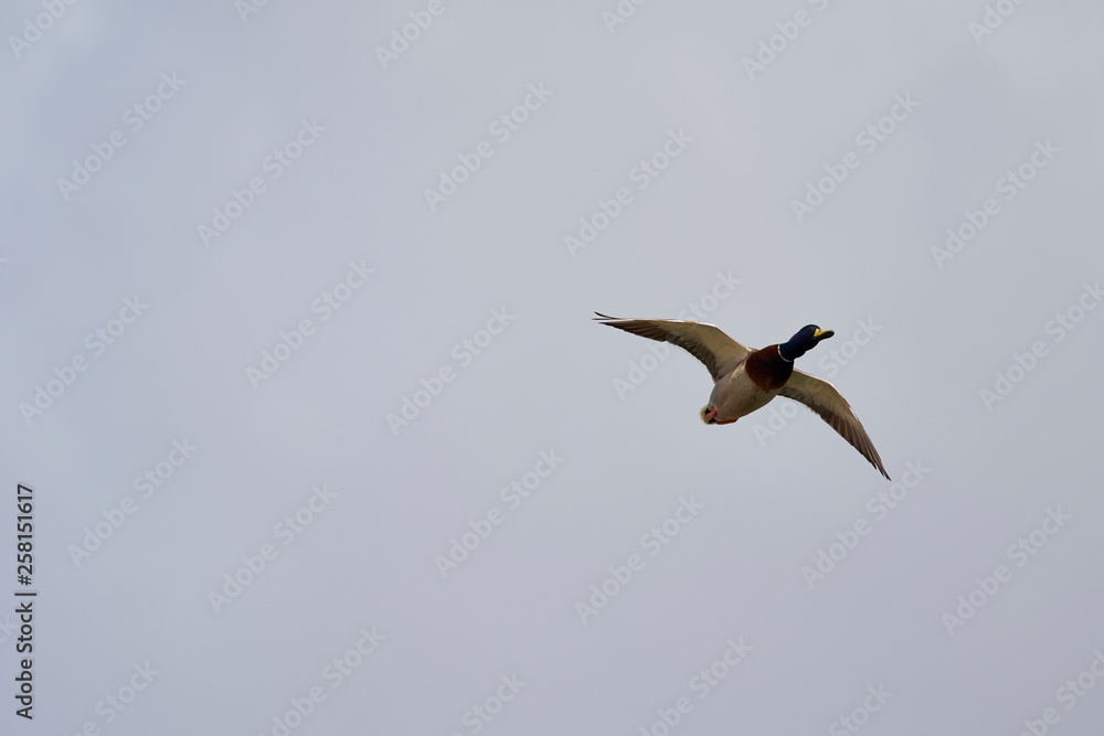 Obraz premium Wildlife