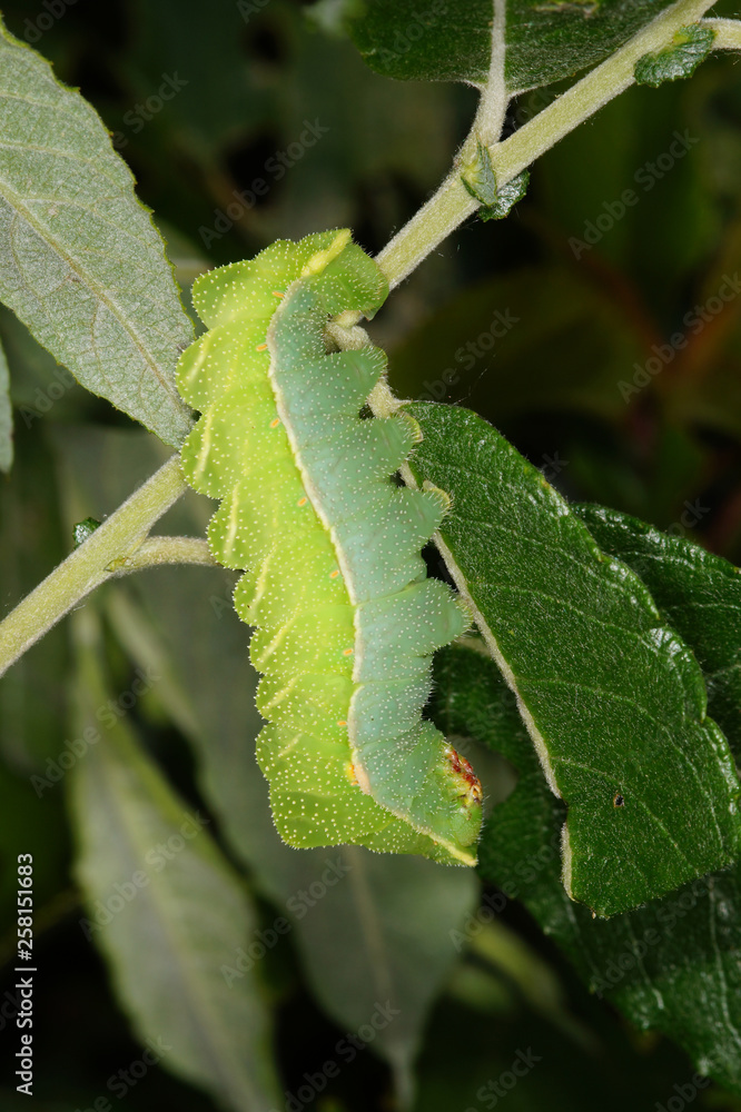Aglia tau (LINNAEUS, 1758) Nagelfleck DE, NRW, Wuppertal 17.05.2014 Aglia tau (LINNAEUS, 1758) Nagelfleck DE, NRW, Wuppertal 17.05.2014