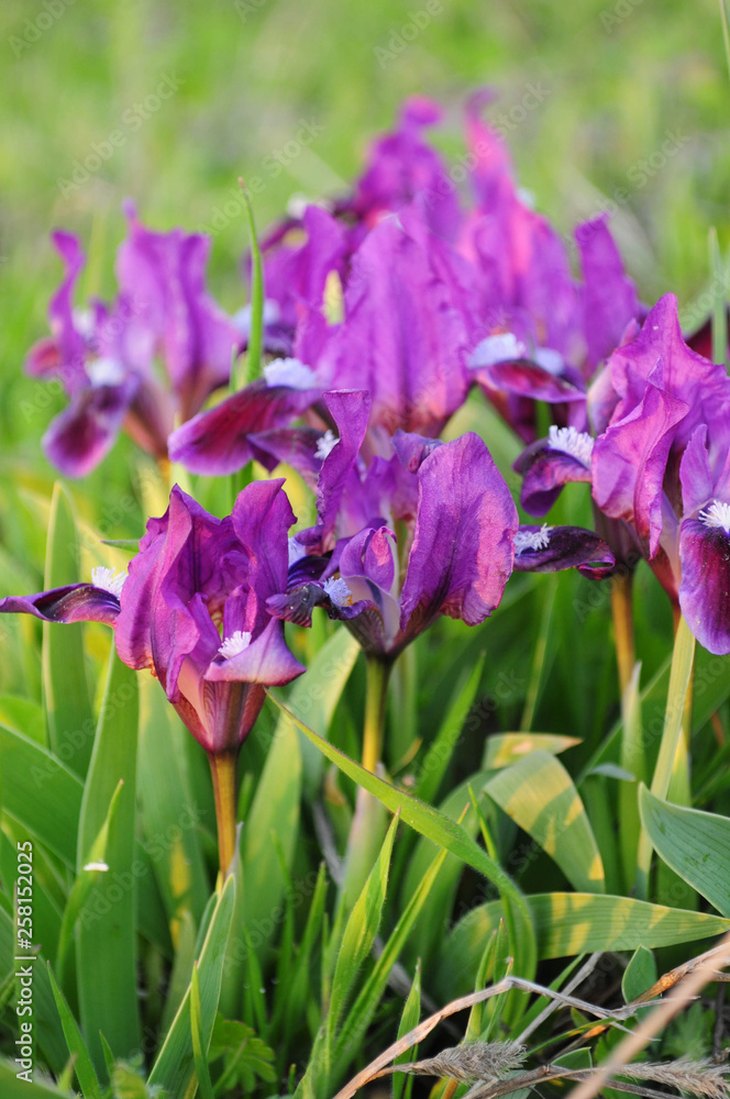 Sunset light on petals of purple irises closeup. Spring blooming Fleur-de-lis with lush petals. Violet wild irises in long green grass. Spring background. Natural backdrop Sunset light on petals of purple irises closeup. Spring blooming Fleur-de-lis with lush petals. Violet wild irises in long green grass. Spring background. Natural backdrop