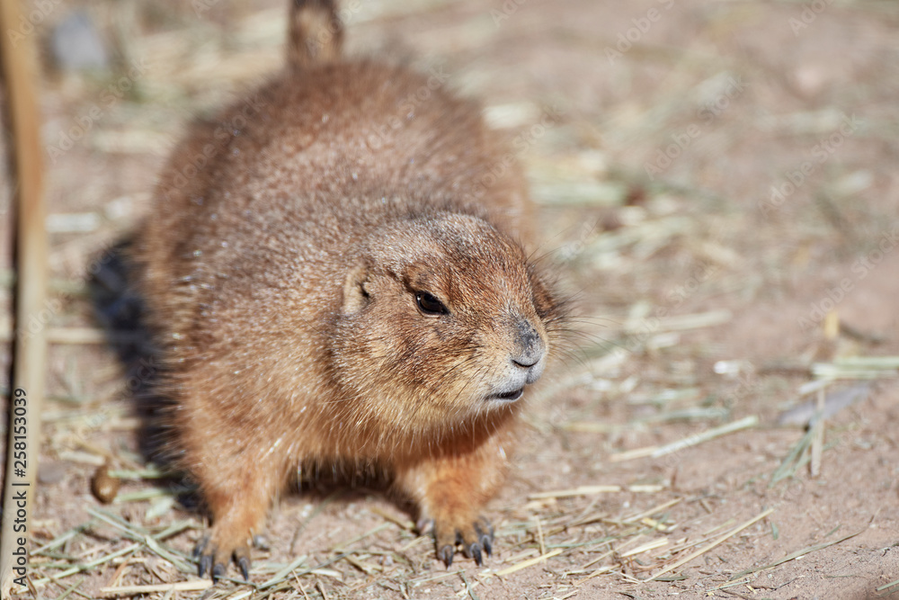 Wildlife Wildlife