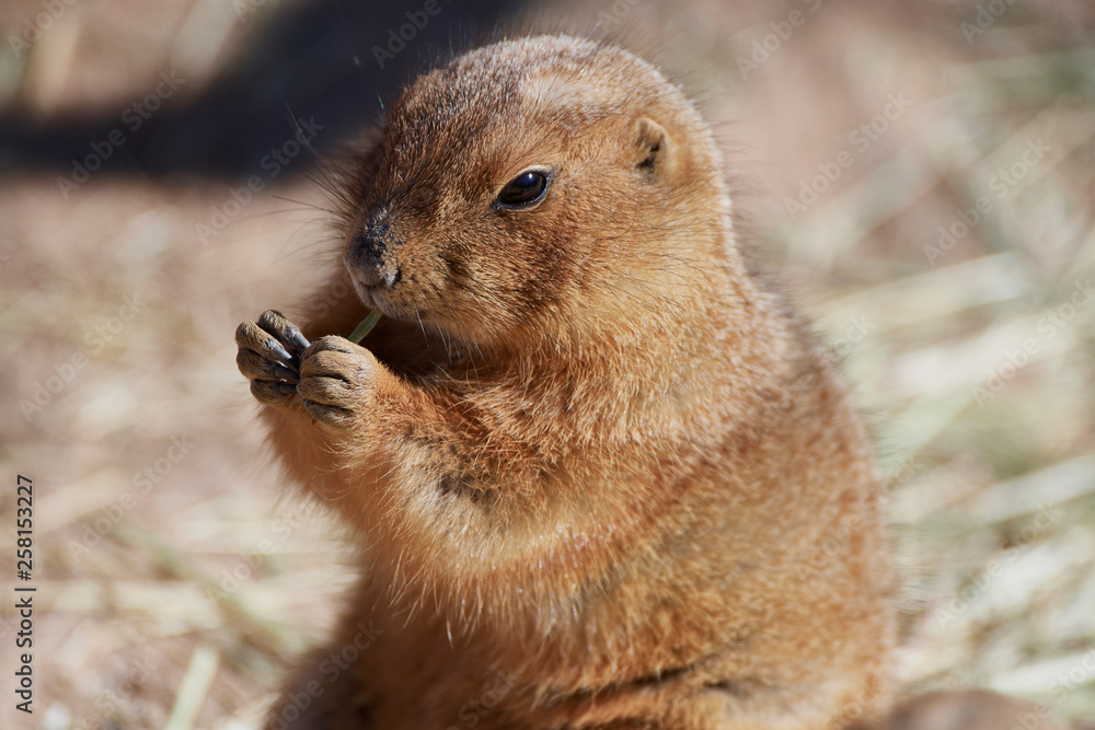 Wildlife Wildlife
