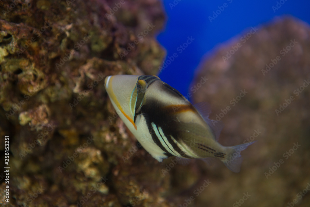 Lagoon triggerfish Rhinecanthus aculeatus , also known as the Picasso triggerfish. Lagoon triggerfish Rhinecanthus aculeatus , also known as the Picasso triggerfish.