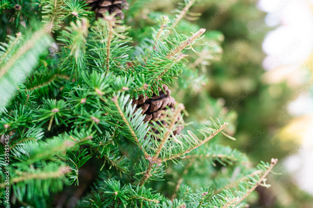 Close up of christmas tree with pine fruit blurred background