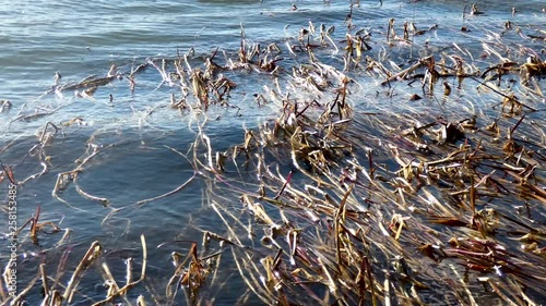 Coastal grass on the waves
