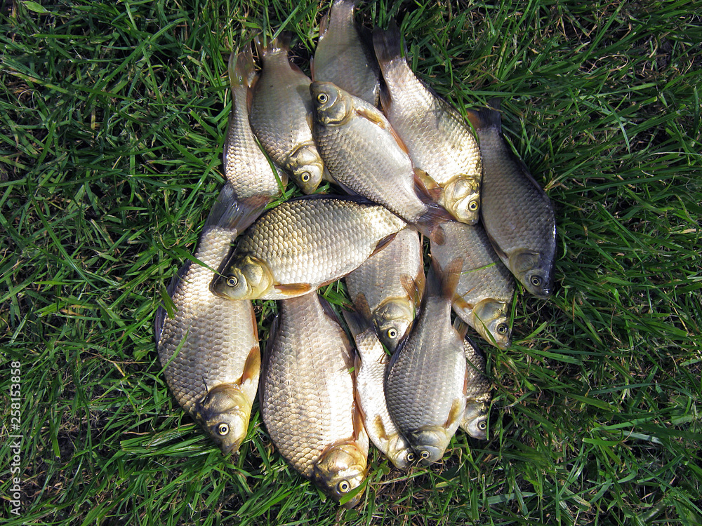 Great catch of fish. Freshly caught fish. The result of a favorite hobby.   