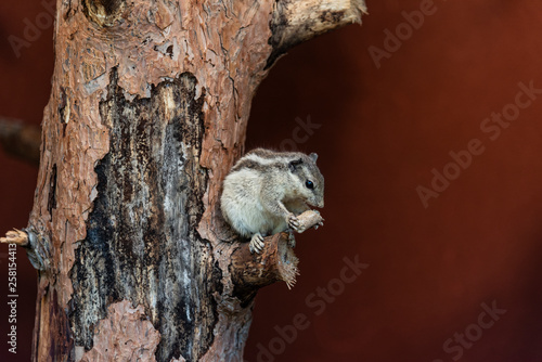A small chipmunk with stripes on the head, back and tail. Eating on a tree trunk. Brown background.