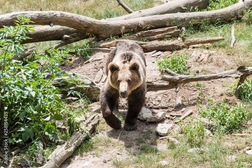 Eurasian Brown Bear (Ursus arctos arctos) approaching out of the woodlands