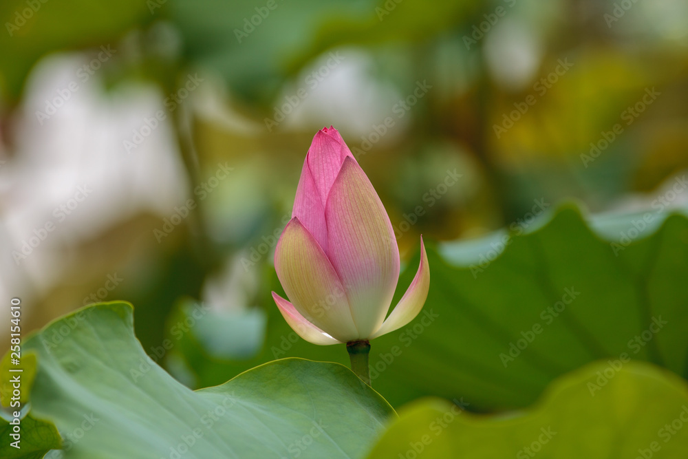 Fototapeta premium pink lotus flower in garden
