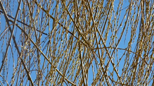 Tree branches are winding up against the blue sky