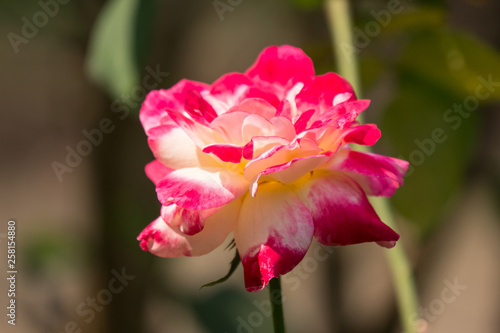 White mix pink  rose flower