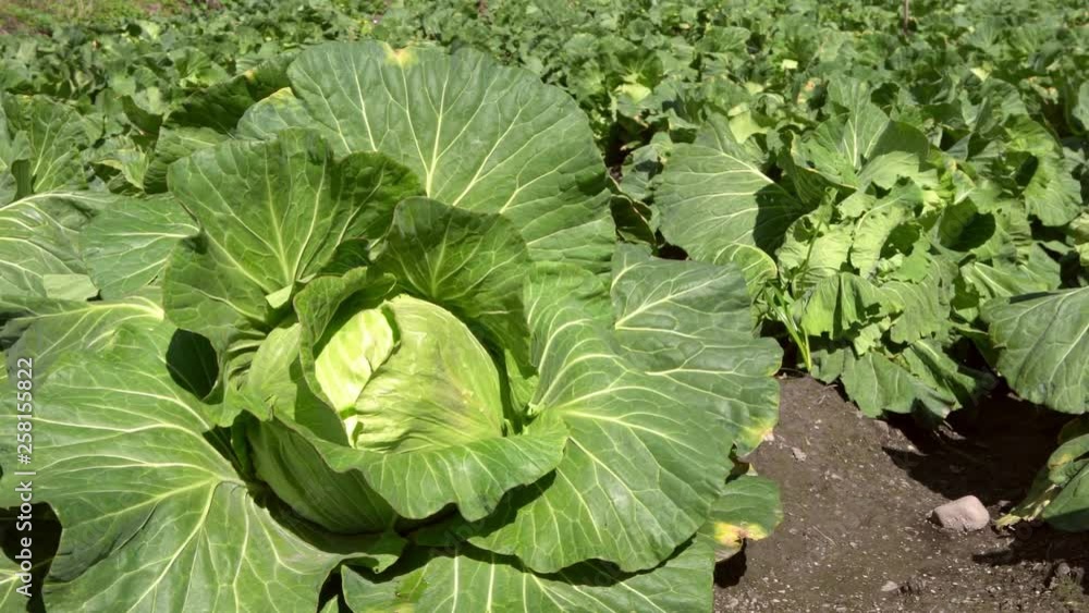 4K, Chinese landscape view of a freshly growing cabbage fields. Productivity of agriculture vegetable green cabbage farmland of plant on Taiwan mountain. Cabbages cultivation on a farm concept.-Dan 4K, Chinese landscape view of a freshly growing cabbage fields. Productivity of agriculture vegetable green cabbage farmland of plant on Taiwan mountain. Cabbages cultivation on a farm concept.-Dan