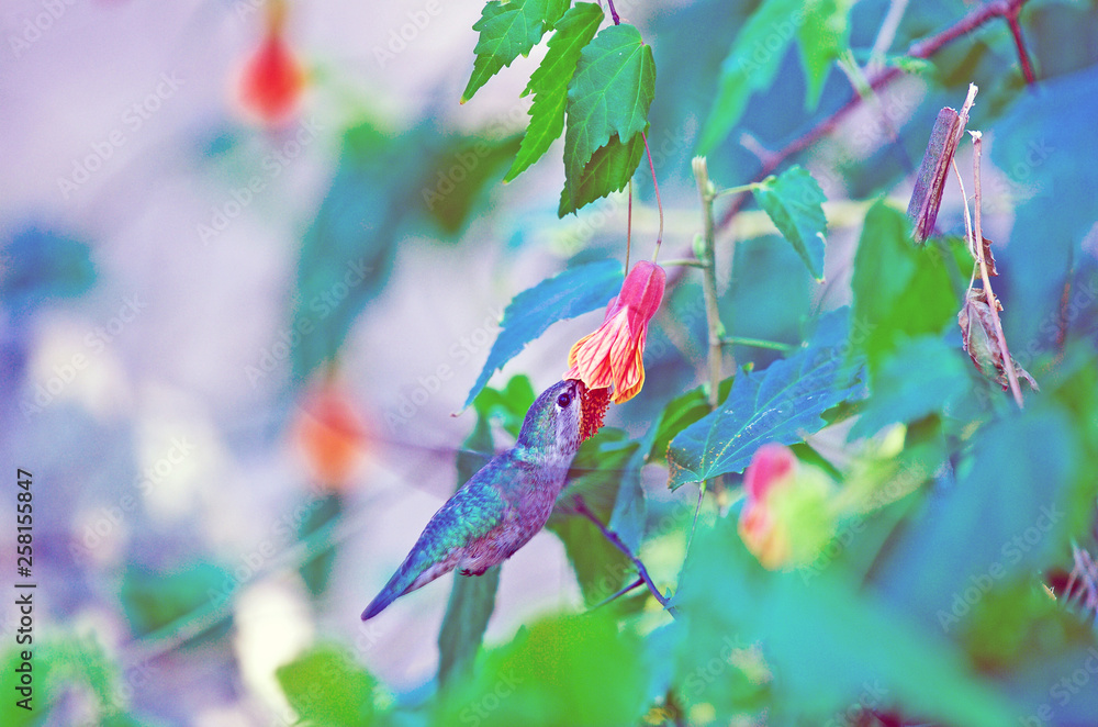 Hummingbird feeding.