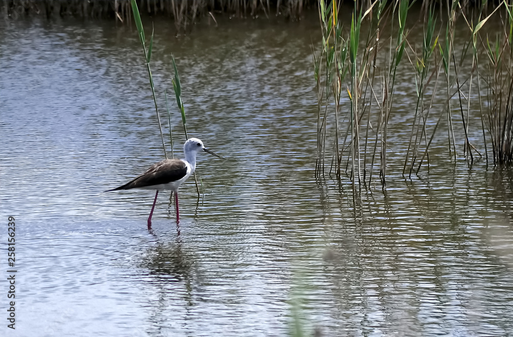 Fototapeta premium A black-winged stilt marching in water, some water grass around, and ripples on the water surface