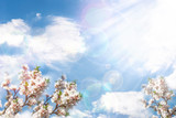 Blooming almond branches against the blue sky with clouds