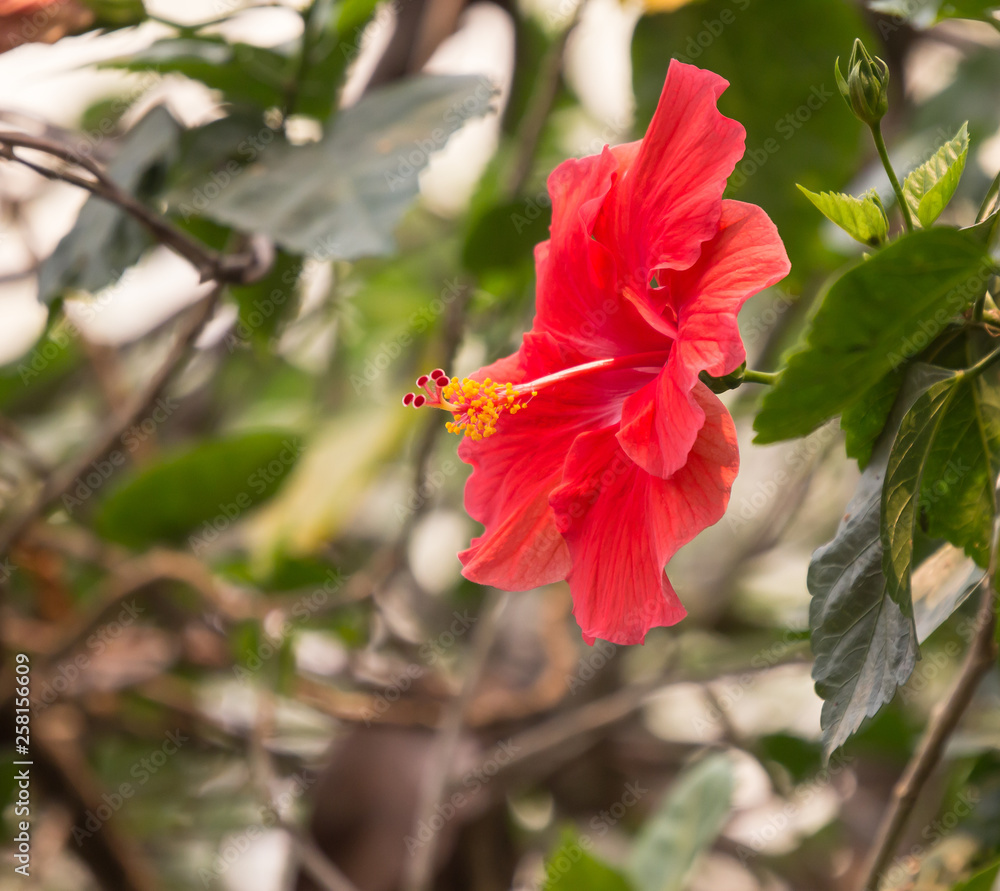 Close up of red Hibiscus rosa-sinensis Close up of red Hibiscus rosa-sinensis