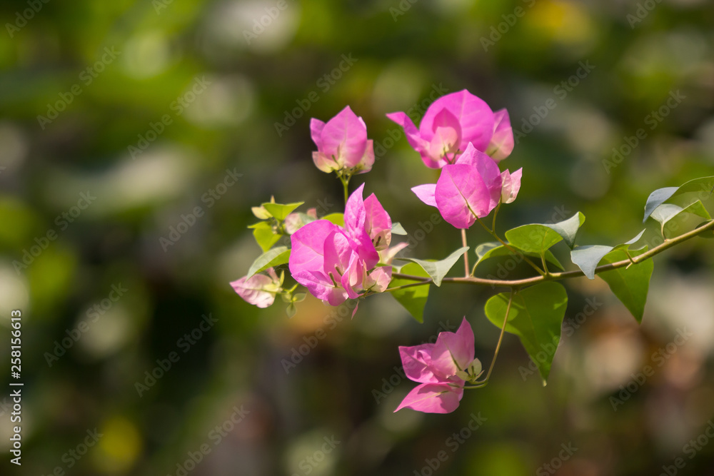 Pink Bougainvillea flower Pink Bougainvillea flower