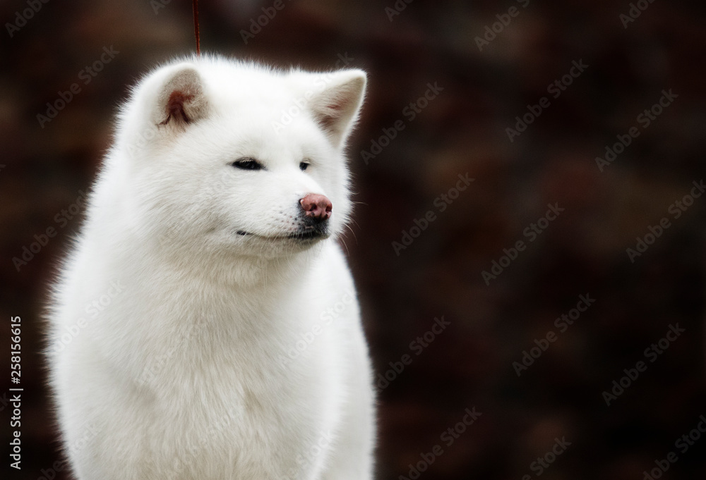 akita inu dog portrait