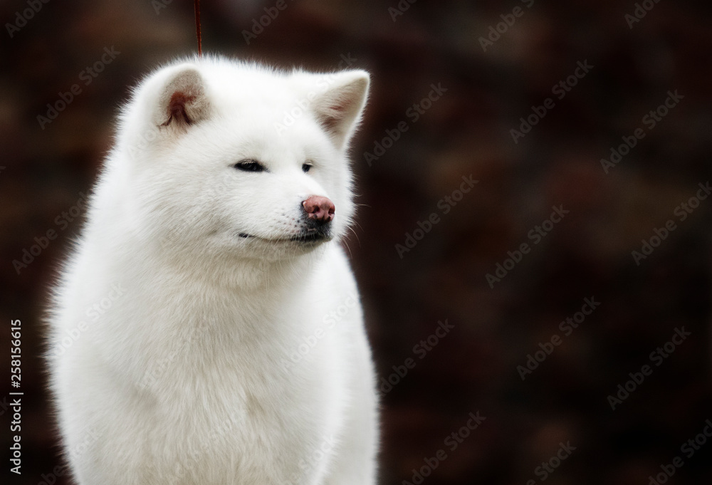 akita inu dog portrait akita inu dog portrait