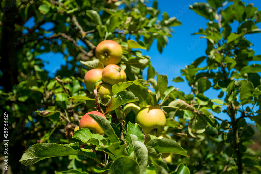 apples grows on a branch among the green foliage against a blue sky