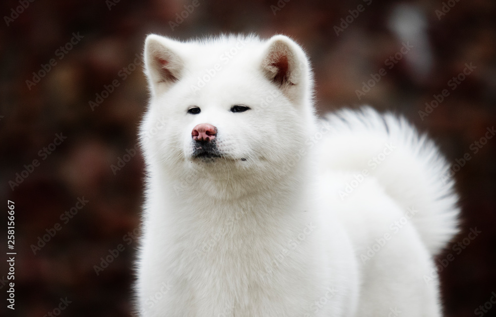 akita inu dog portrait akita inu dog portrait