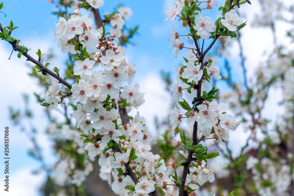Spring blooming of cherry tree