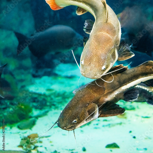 catfish in the aquarium