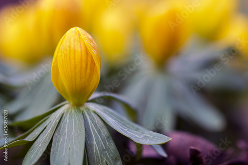 yellow flower, close up of flower head