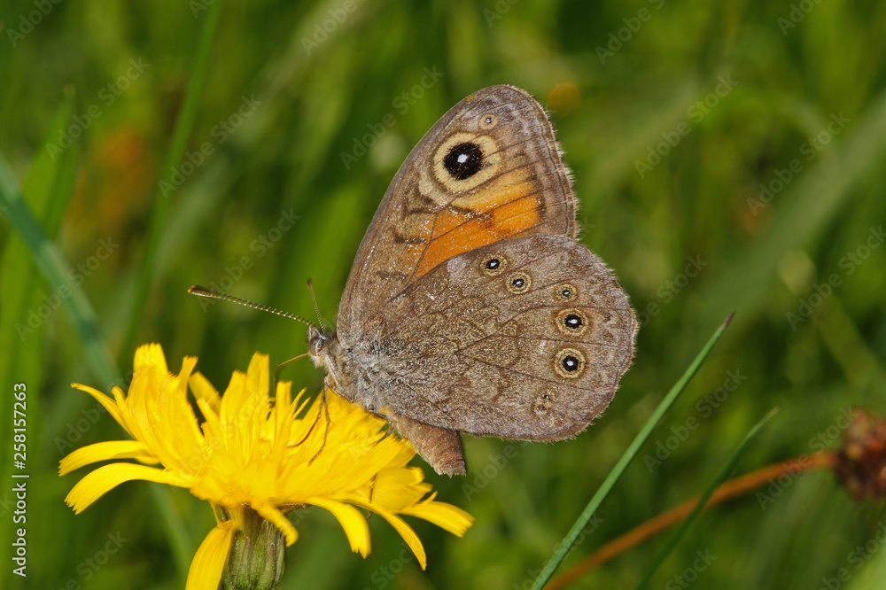 Fototapeta premium Lasiommata maera (LINNAEUS, 1758) Braunauge DE, BY, Füssen 06.07.2014