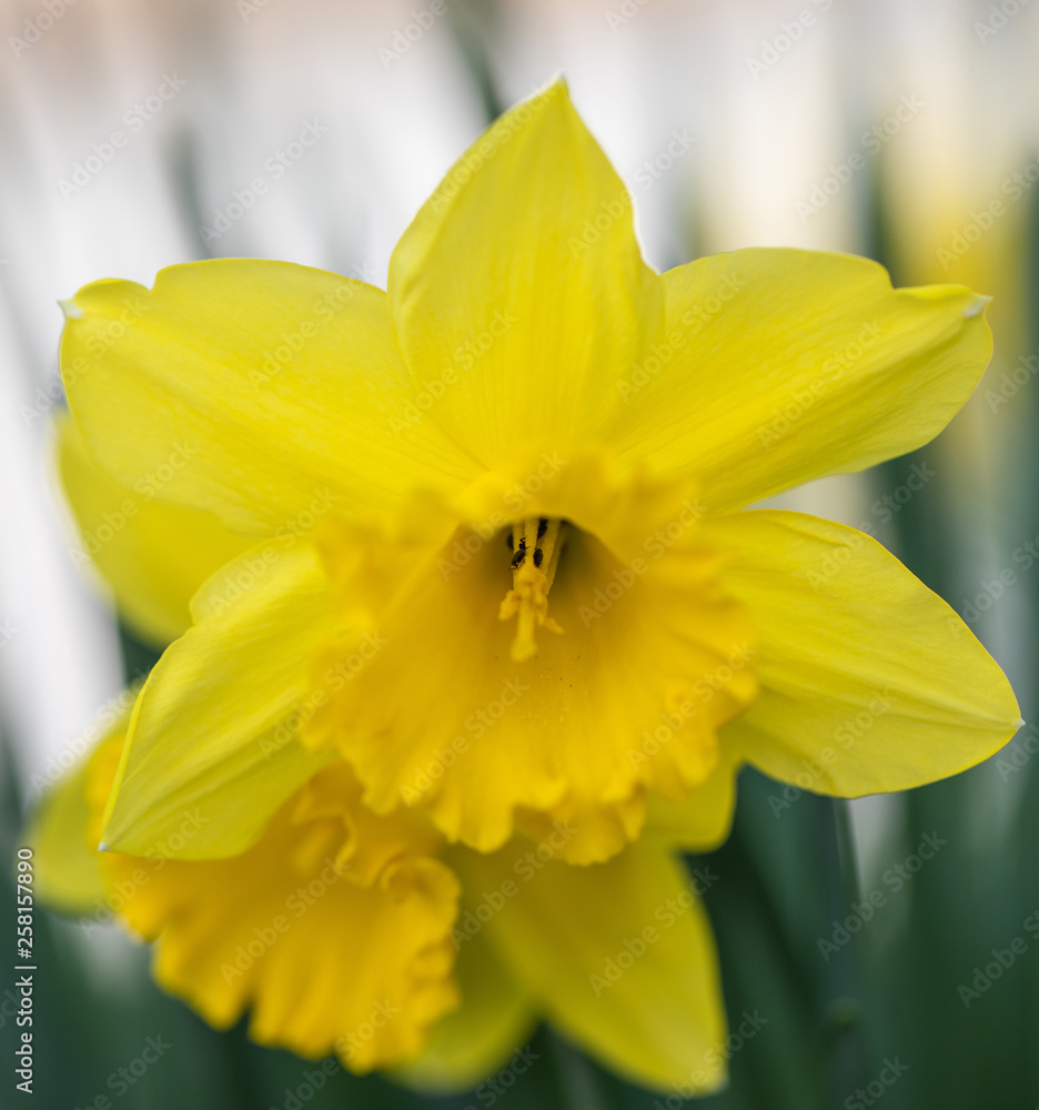 Daffodils. Flowers. Spring. Yellow. Garden. Plant Daffodils. Flowers. Spring. Yellow. Garden. Plant