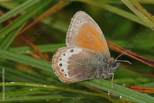 Coenonympha gardetta (PRUNNER, 1798) Alpen-Wiesenvögelchen DE, BY, Tegelberg 15.07.2014