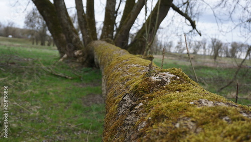 Spaziergang Entlang Donau alter Wald umwelt verschmutzung