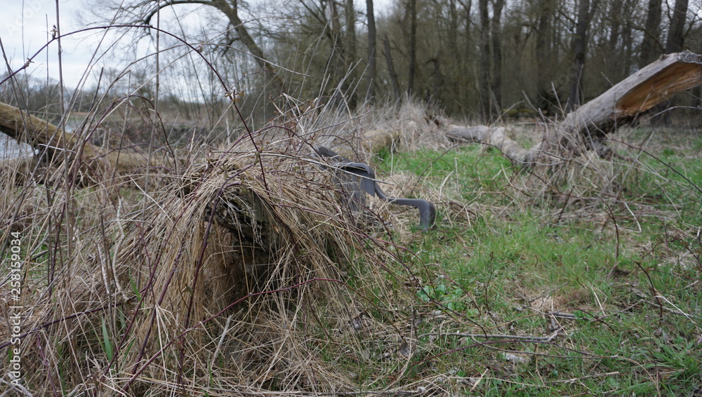 Spaziergang Entlang Donau alter Wald umwelt verschmutzung