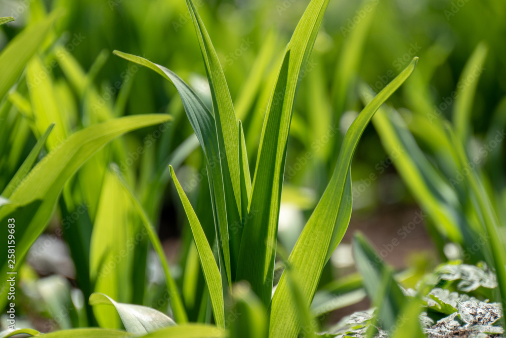 Frühlingsblumen mit Insekten und Biene Frühlingsblumen mit Insekten und Biene