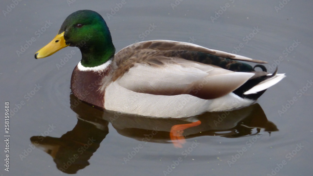 Obraz premium LD Pontrieux P1020027