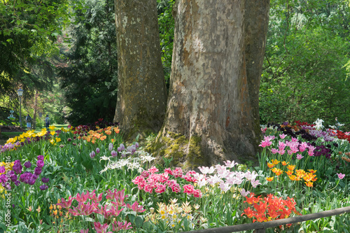 Fototapeta Naklejka Na Ścianę i Meble -  Insel Mainau im Frühling: buntes Tulpenfeld