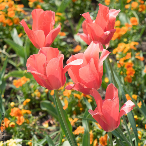 Insel Mainau im Fr  hling  buntes Tulpenfeld - orange-rot