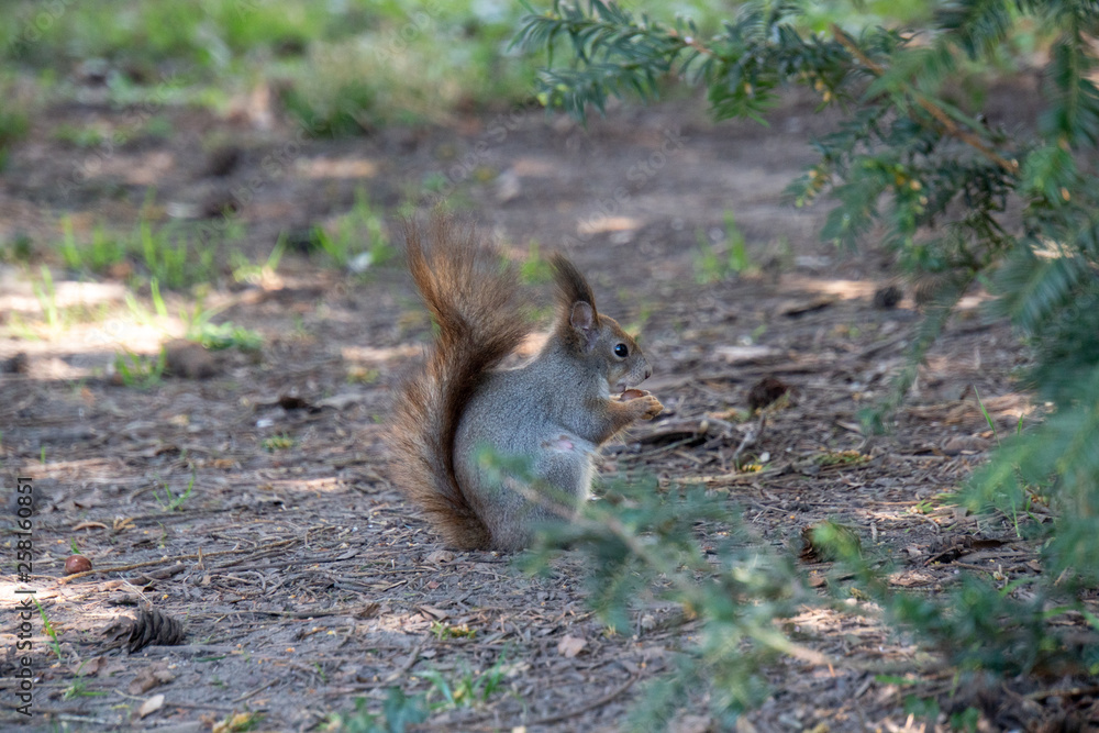 Eichhörnchen am Boden Eichhörnchen am Boden