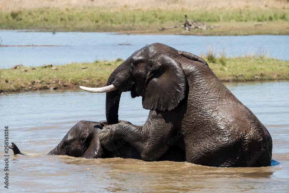 Eléphant d'Afrique, Loxodonta africana, Afrique Eléphant d'Afrique, Loxodonta africana, Afrique