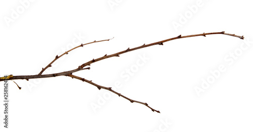 Apricot fruit tree branch with buds on an isolated white background.