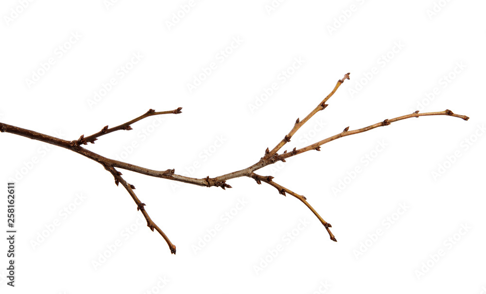 Fototapeta premium Branch of a fruit tree with buds on an isolated white background.