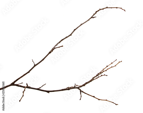 Branch of a fruit tree with buds on an isolated white background.