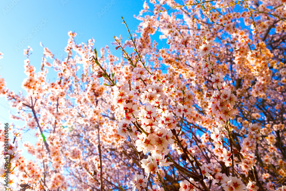 Cherry Blossom trees, Nature and Spring time background. 