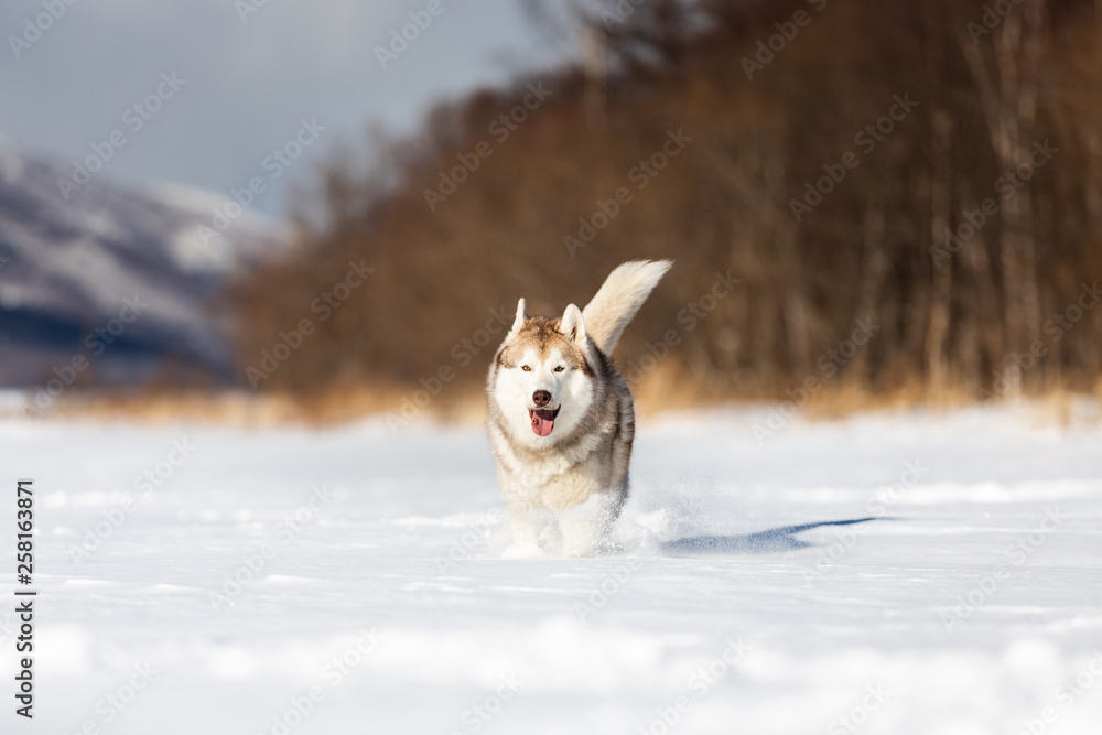 Beautiful, happy and funny beige and white dog breed siberian husky running on the snow in the winter field.